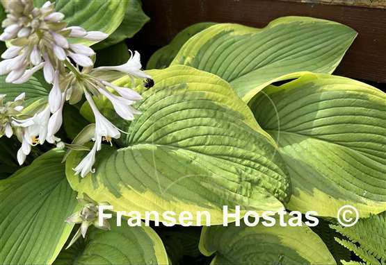 Hosta Dino